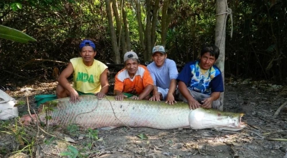 Pirarucu é o maior peixe de escamas de água doce do mundo - Foto: Gustavo Alvez-WSC